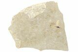 Detailed Fossil Crane Fly (Tipula) - France #256796-1